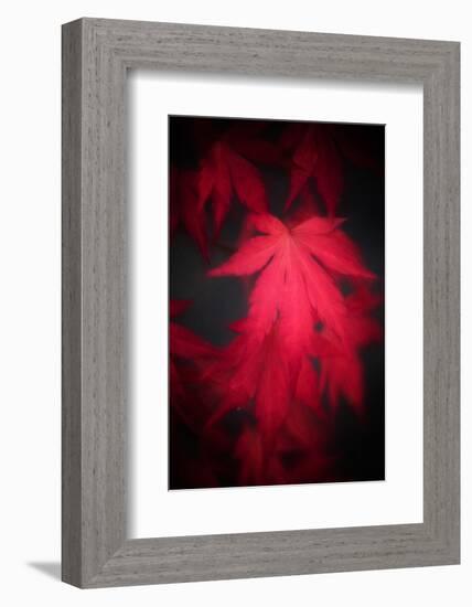 Red Emotion-Philippe Sainte-Laudy-Framed Photographic Print