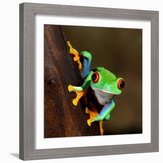 Red-Eye Frog Agalychnis Callidryas in Terrarium-Aleksey Stemmer-Framed Photographic Print