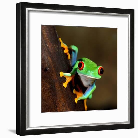 Red-Eye Frog Agalychnis Callidryas in Terrarium-Aleksey Stemmer-Framed Photographic Print