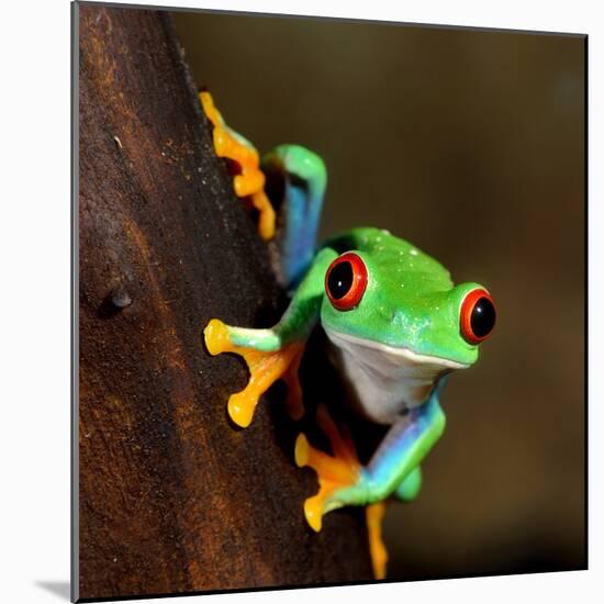 Red-Eye Frog Agalychnis Callidryas in Terrarium-Aleksey Stemmer-Mounted Photographic Print