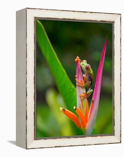 Red-Eye Tree Frog, Costa Rica-Keren Su-Framed Premier Image Canvas