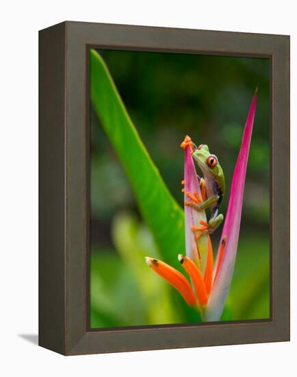Red-Eye Tree Frog, Costa Rica-Keren Su-Framed Premier Image Canvas