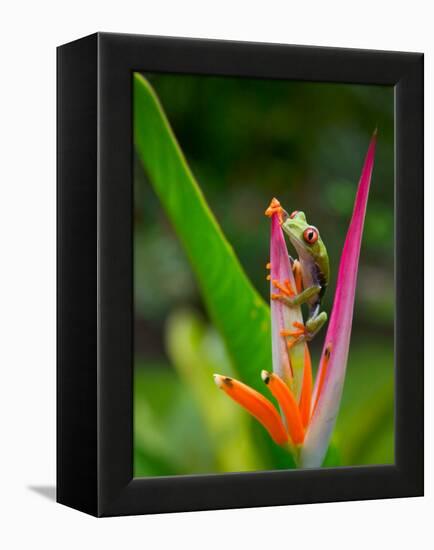 Red-Eye Tree Frog, Costa Rica-Keren Su-Framed Premier Image Canvas