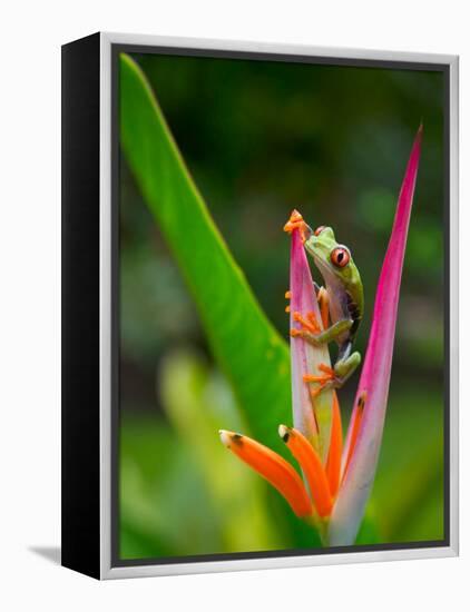 Red-Eye Tree Frog, Costa Rica-Keren Su-Framed Premier Image Canvas