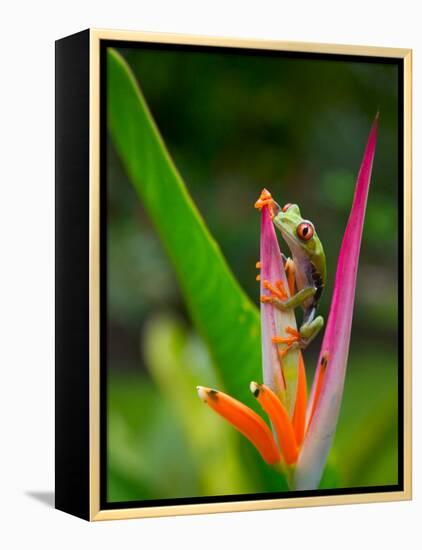 Red-Eye Tree Frog, Costa Rica-Keren Su-Framed Premier Image Canvas