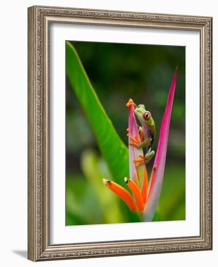 Red-Eye Tree Frog, Costa Rica-Keren Su-Framed Photographic Print
