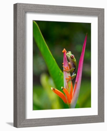 Red-Eye Tree Frog, Costa Rica-Keren Su-Framed Photographic Print