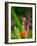 Red-Eye Tree Frog, Costa Rica-Keren Su-Framed Photographic Print