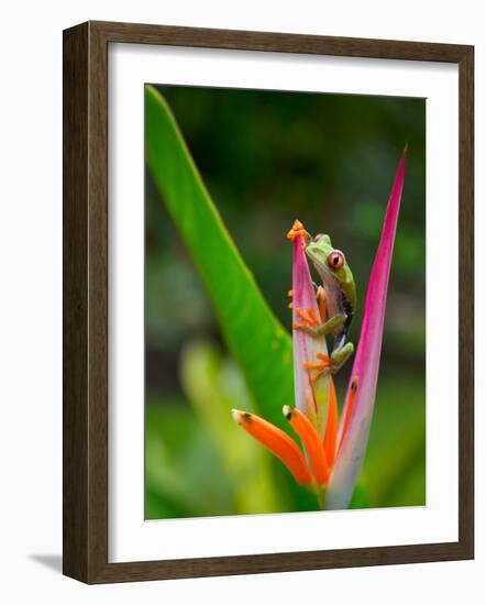 Red-Eye Tree Frog, Costa Rica-Keren Su-Framed Photographic Print