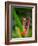 Red-Eye Tree Frog, Costa Rica-Keren Su-Framed Photographic Print