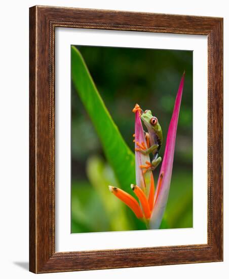 Red-Eye Tree Frog, Costa Rica-Keren Su-Framed Photographic Print