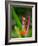 Red-Eye Tree Frog, Costa Rica-Keren Su-Framed Photographic Print