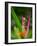 Red-Eye Tree Frog, Costa Rica-Keren Su-Framed Photographic Print