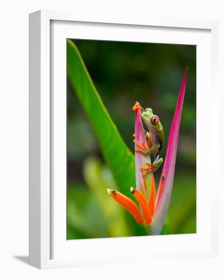 Red-Eye Tree Frog, Costa Rica-Keren Su-Framed Photographic Print