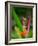 Red-Eye Tree Frog, Costa Rica-Keren Su-Framed Photographic Print