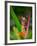 Red-Eye Tree Frog, Costa Rica-Keren Su-Framed Photographic Print