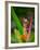 Red-Eye Tree Frog, Costa Rica-Keren Su-Framed Photographic Print