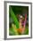 Red-Eye Tree Frog, Costa Rica-Keren Su-Framed Photographic Print