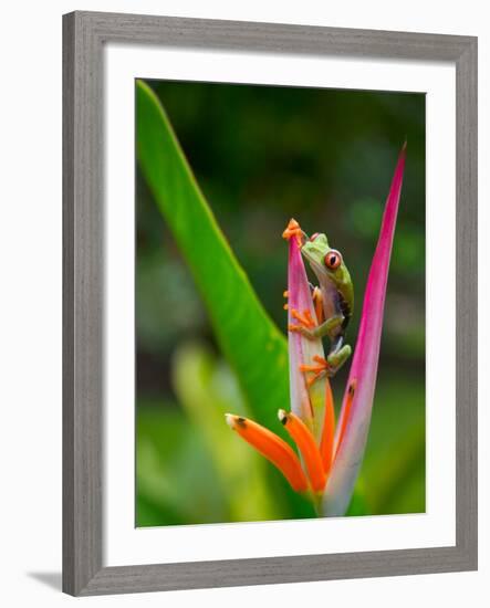 Red-Eye Tree Frog, Costa Rica-Keren Su-Framed Photographic Print