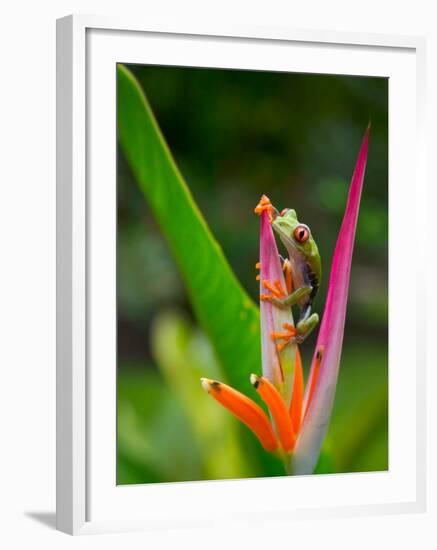 Red-Eye Tree Frog, Costa Rica-Keren Su-Framed Photographic Print