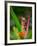 Red-Eye Tree Frog, Costa Rica-Keren Su-Framed Photographic Print