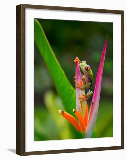 Red-Eye Tree Frog, Costa Rica-Keren Su-Framed Photographic Print