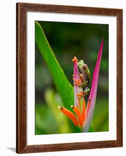 Red-Eye Tree Frog, Costa Rica-Keren Su-Framed Photographic Print