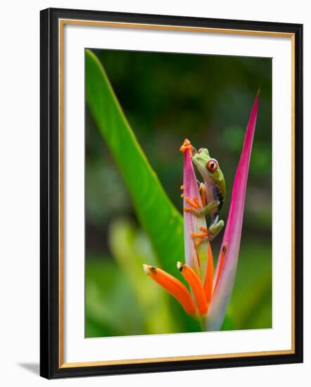 Red-Eye Tree Frog, Costa Rica-Keren Su-Framed Photographic Print