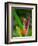 Red-Eye Tree Frog, Costa Rica-Keren Su-Framed Photographic Print