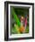 Red-Eye Tree Frog, Costa Rica-Keren Su-Framed Premium Photographic Print