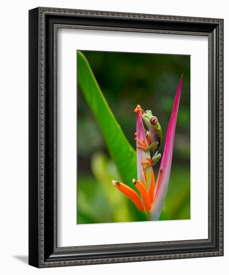 Red-Eye Tree Frog, Costa Rica-Keren Su-Framed Premium Photographic Print