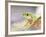 Red Eye Tree Frog in the Mist, Native to Central America-David Northcott-Framed Photographic Print