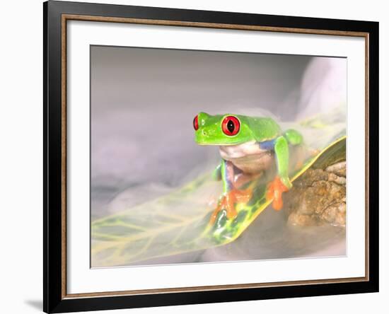 Red Eye Tree Frog in the Mist, Native to Central America-David Northcott-Framed Photographic Print