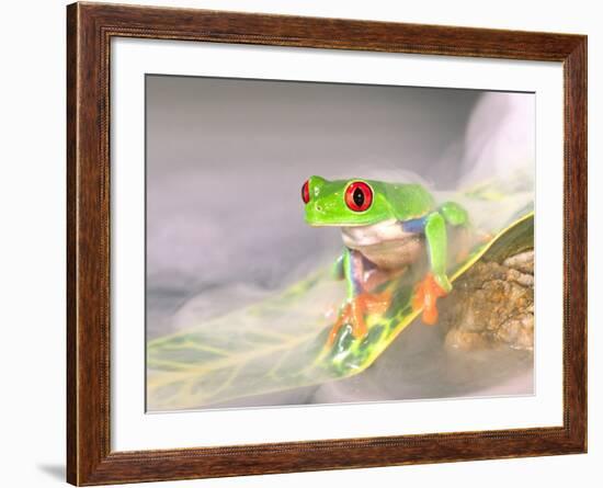 Red Eye Tree Frog in the Mist, Native to Central America-David Northcott-Framed Photographic Print