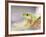 Red Eye Tree Frog in the Mist, Native to Central America-David Northcott-Framed Photographic Print