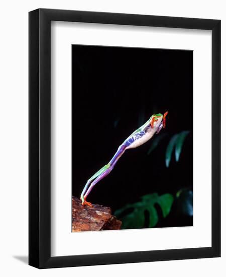 Red Eye Tree Frog Jumping, Native to Central America-David Northcott-Framed Photographic Print