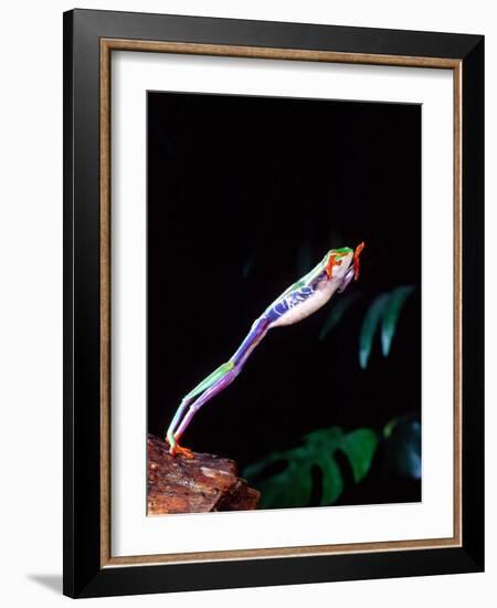 Red Eye Tree Frog Jumping, Native to Central America-David Northcott-Framed Photographic Print