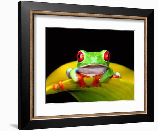 Red Eye Tree Frog, Native to Central America-David Northcott-Framed Photographic Print