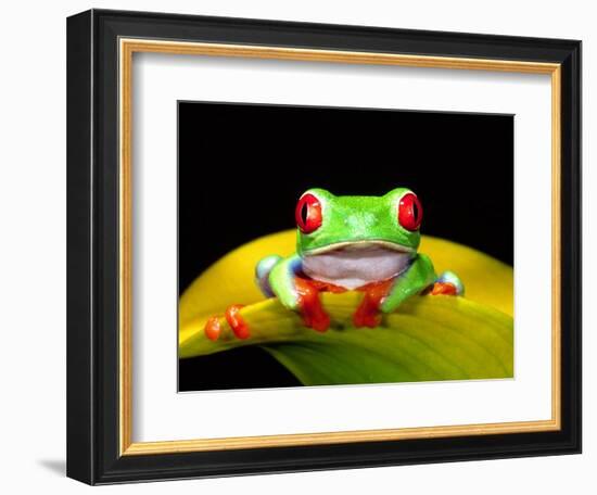 Red Eye Tree Frog, Native to Central America-David Northcott-Framed Photographic Print