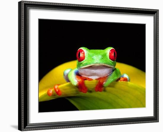 Red Eye Tree Frog, Native to Central America-David Northcott-Framed Photographic Print