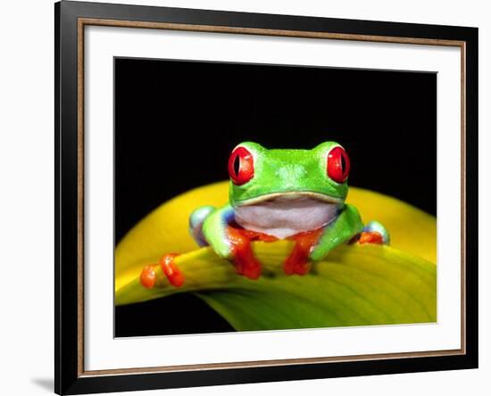 Red Eye Tree Frog, Native to Central America-David Northcott-Framed Photographic Print