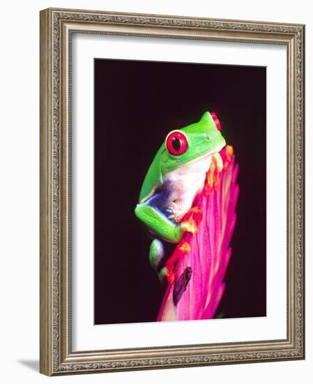 Red Eye Tree Frog on a Bromeliad, Native to Central America-David Northcott-Framed Photographic Print