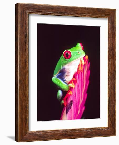 Red Eye Tree Frog on a Bromeliad, Native to Central America-David Northcott-Framed Photographic Print