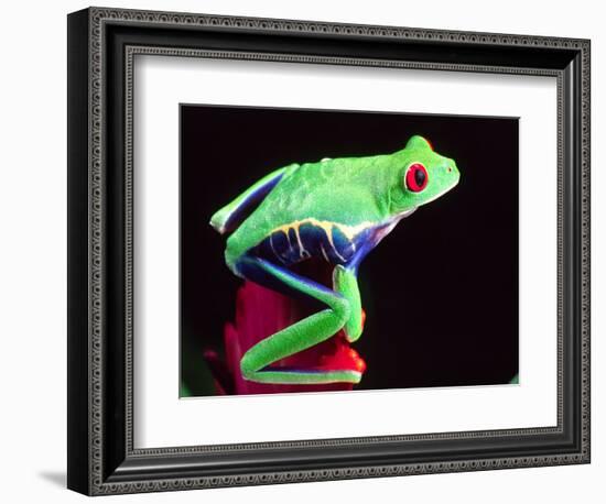 Red Eye Tree Frog on a Bromeliad, Native to Central America-David Northcott-Framed Photographic Print