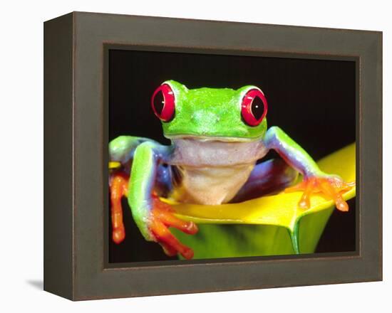 Red Eye Tree Frog on a Calla Lily, Native to Central America-David Northcott-Framed Premier Image Canvas