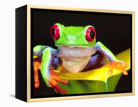 Red Eye Tree Frog on a Calla Lily, Native to Central America-David Northcott-Framed Premier Image Canvas