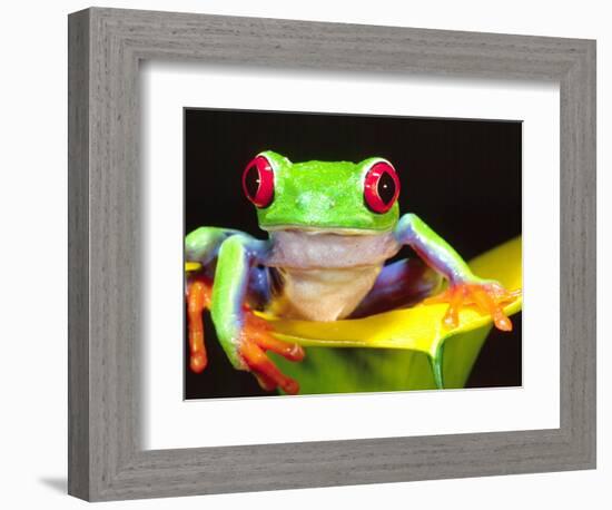 Red Eye Tree Frog on a Calla Lily, Native to Central America-David Northcott-Framed Photographic Print