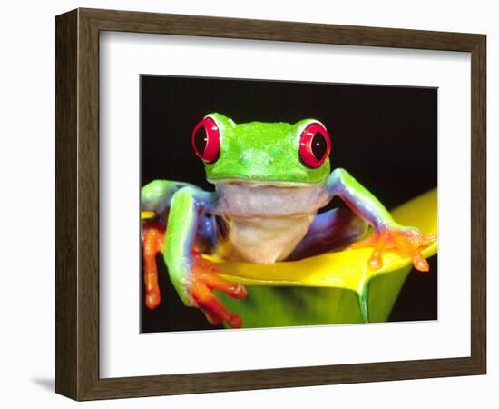 Red Eye Tree Frog on a Calla Lily, Native to Central America-David Northcott-Framed Photographic Print