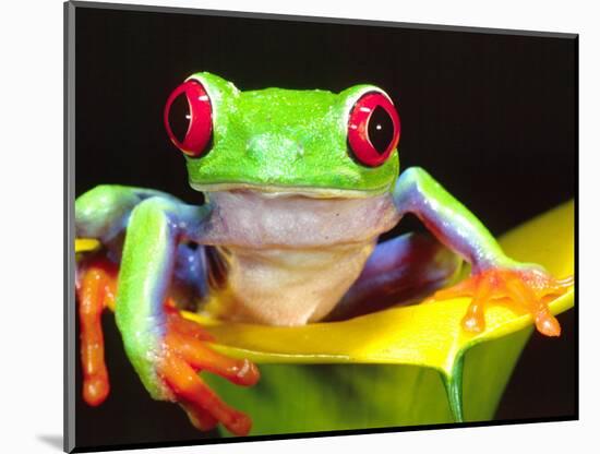 Red Eye Tree Frog on a Calla Lily, Native to Central America-David Northcott-Mounted Photographic Print