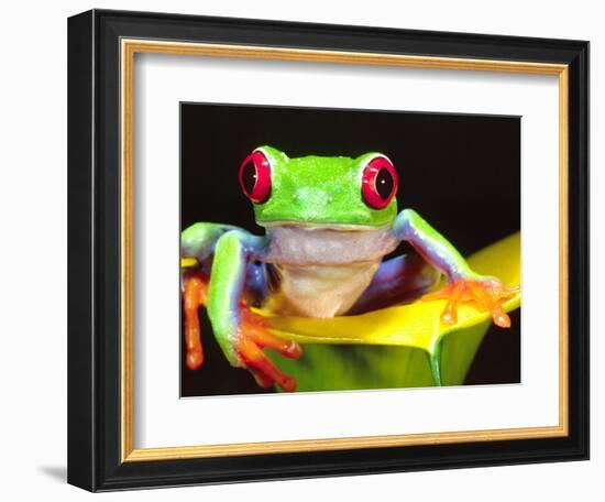 Red Eye Tree Frog on a Calla Lily, Native to Central America-David Northcott-Framed Photographic Print